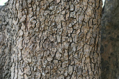 Ochrocarpos longifolius